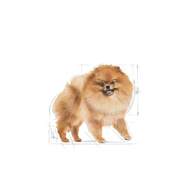 پوچ سگ پامرانی بالغ Pomeranian Adult Loaf