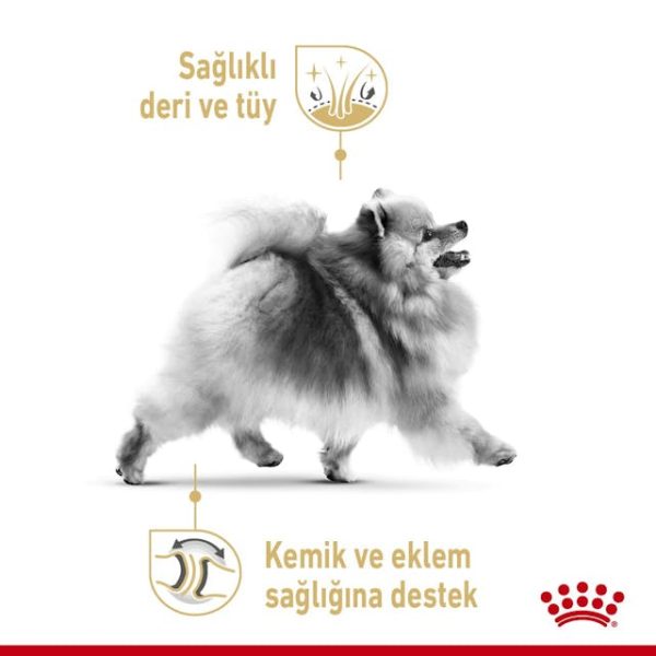 پوچ سگ پامرانی بالغ Pomeranian Adult Loaf