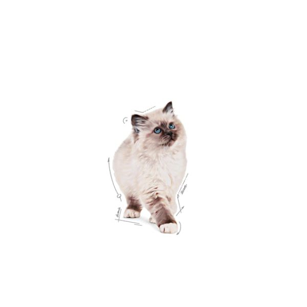 پوچ بچه گربه Kitten Jelly